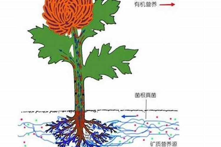 什么肥料使根系发达