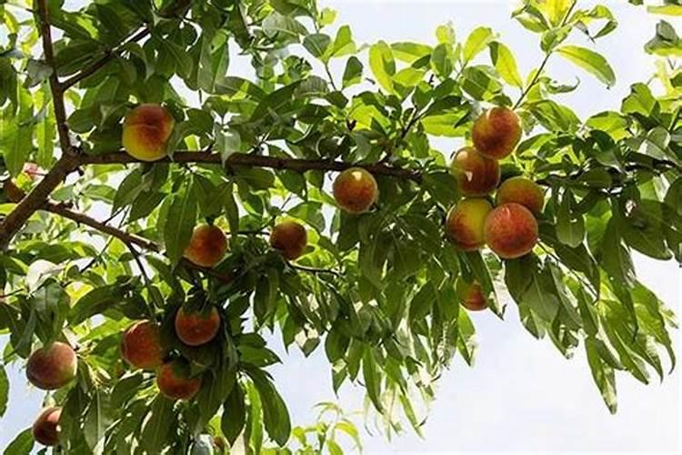 花盆土里有好多白虫子,怎么办？