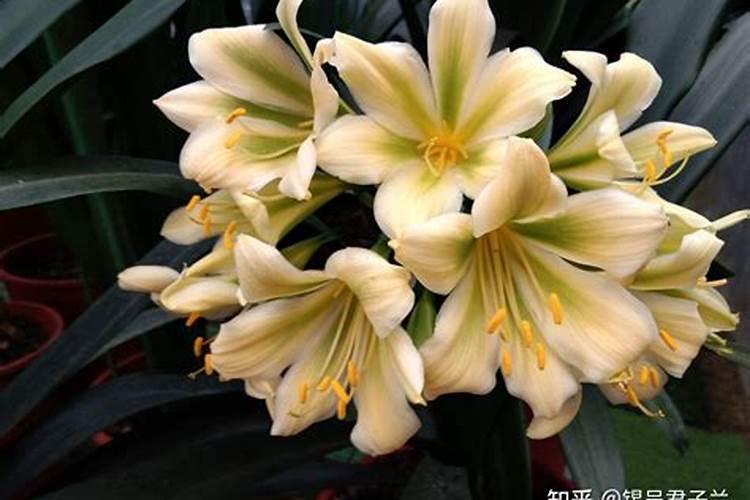 君子兰叶面肥怎么用