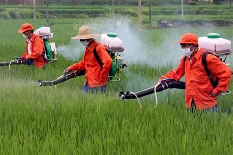 种植桃树的时候,哪些情况下需要喷洒叶面肥？