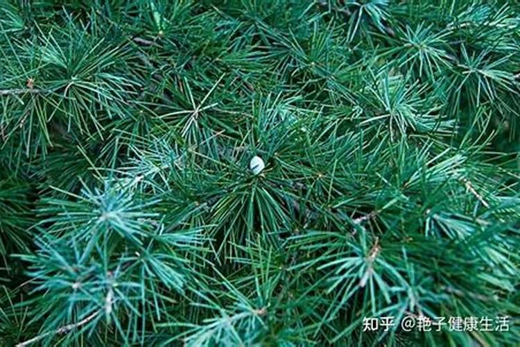 腐烂松针可以当肥料吗