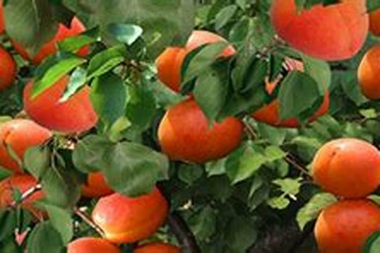 杏树种植管理如何做？结果期能用矿源灌根吗？什么时候用好