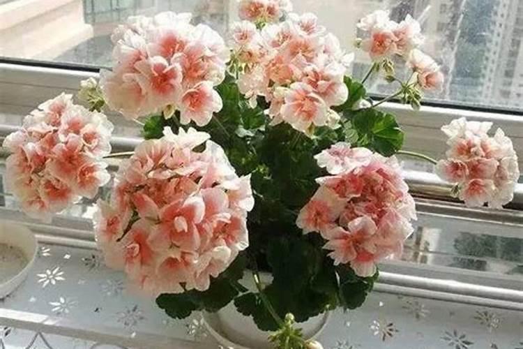 养花什么时候施肥最好  给花施肥的正确方法