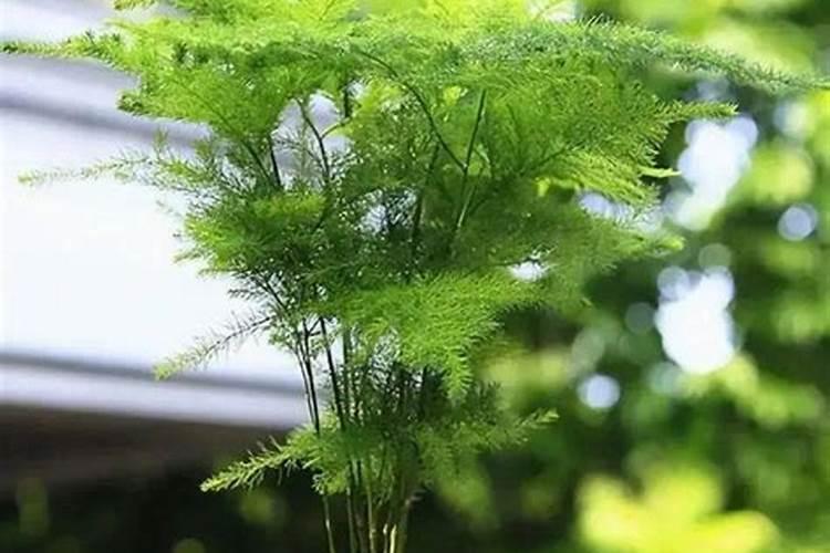 文竹夏天能施肥吗