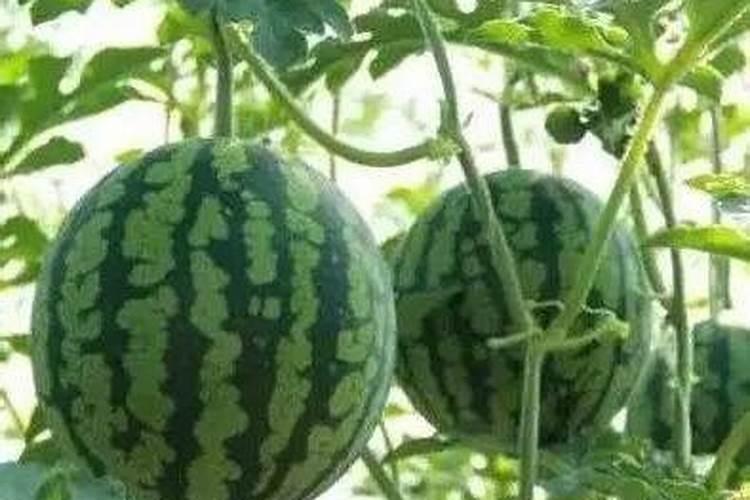 西瓜巧施肥的重点有什么 西瓜怎么施肥