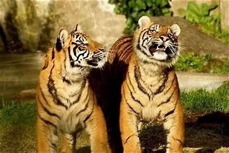 花菜怎样施肥长得好？种花菜用什么肥料能高产？