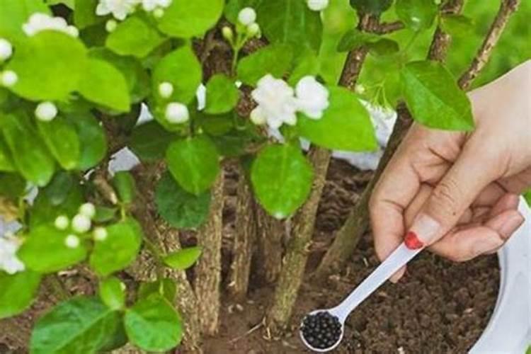 茉莉花多久施一次肥