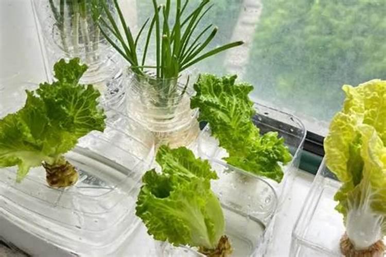 水培蔬菜用什么肥料？