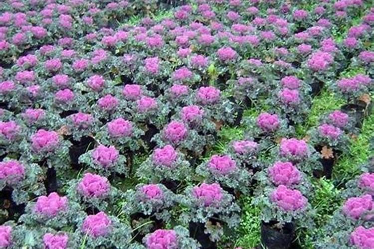 紫甘蓝可以用芸苔素嘛？