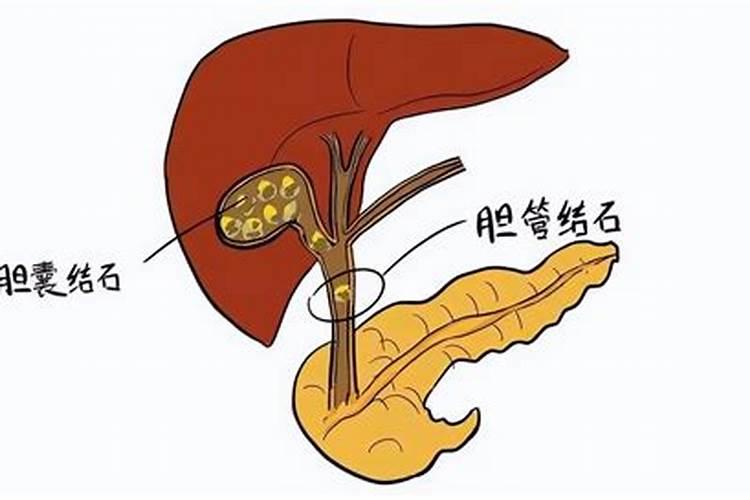 人的胆子大小和自己的胆囊大小有关吗？