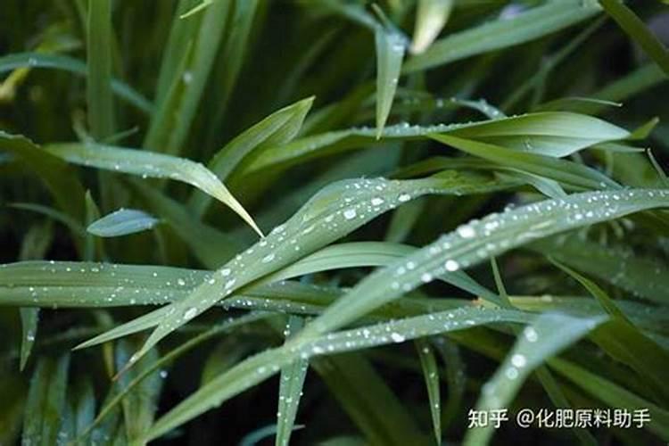 别再搞错了,叶面肥、菌肥、水溶肥一分钟弄懂