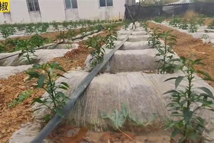 蕃茄施什么肥最好