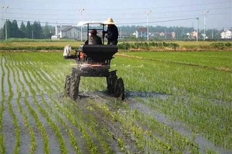 寒地水稻怎么施肥 寒地水稻高产施肥方案