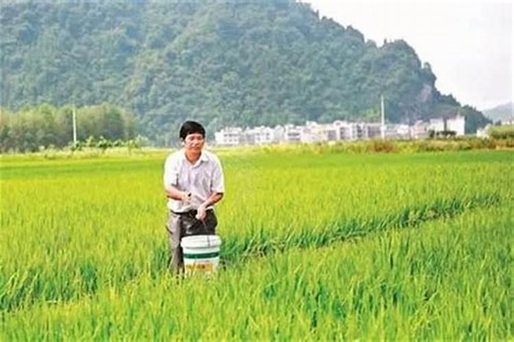 北方寒地井灌水稻什么时间追施分蘖肥最佳
