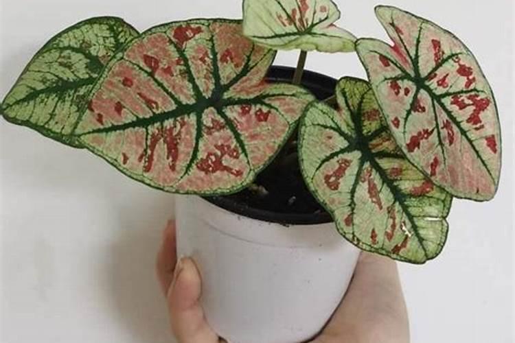 五彩芋(彩叶芋)什么时候开花