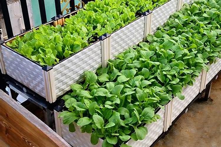 喷什么叶面肥芹菜长得快 喷施方法有哪些