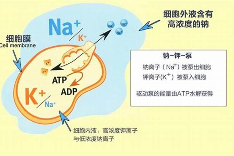 硝酸钾是不是氮肥