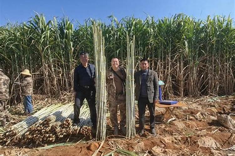 为什么用氢氧化钠吸收二氧化硫会倒吸还用氢氧化钠呢
