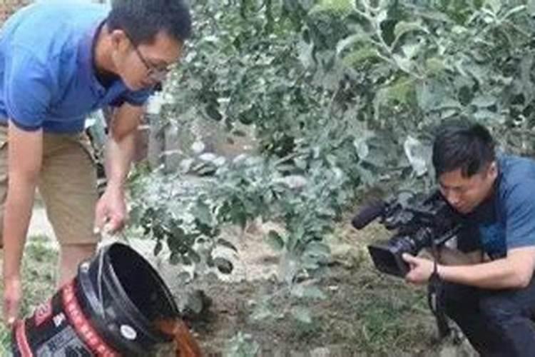 鸡蛋壳火烧成粉可以肥花树吗