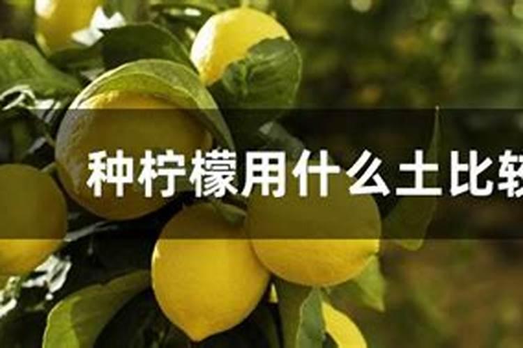 柠檬施什么肥最好