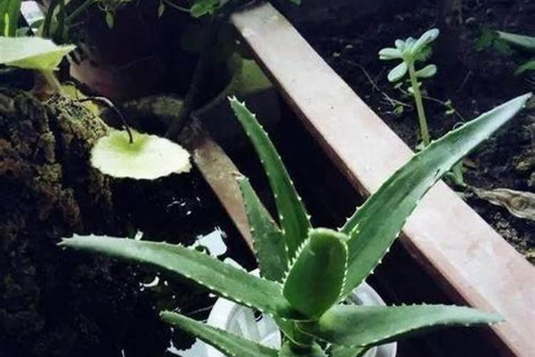 芦荟如何用施肥