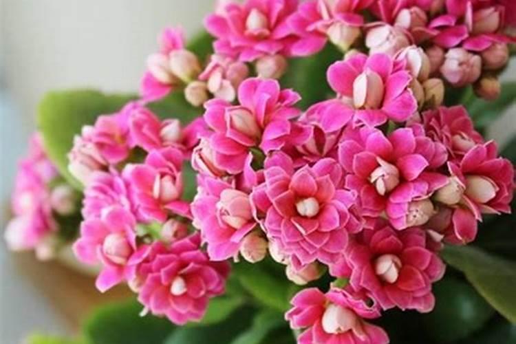长寿花夏天能施肥吗 长寿花夏季是否可以施肥