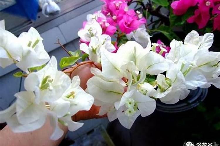 怎样用磷酸二氢钾给花施肥