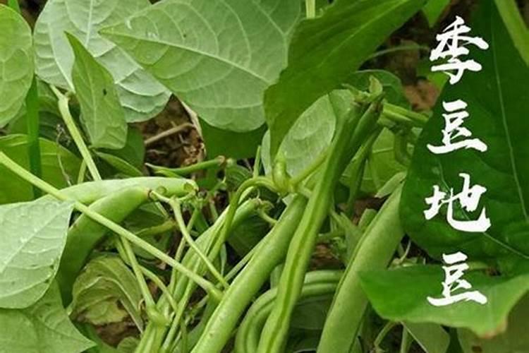 豌豆施什么肥好？