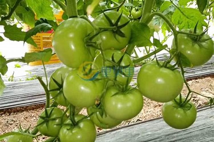 蔬菜打农药后多久根部能施肥蔬菜打农药后多久根部能施肥？