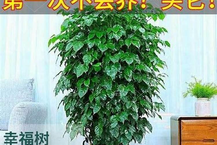 幸福树如何施肥施什么肥
