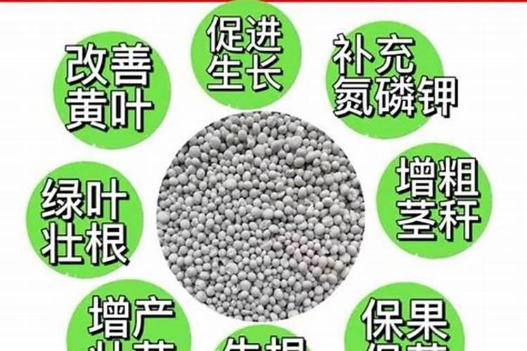 乌榄树可以高压繁殖吗