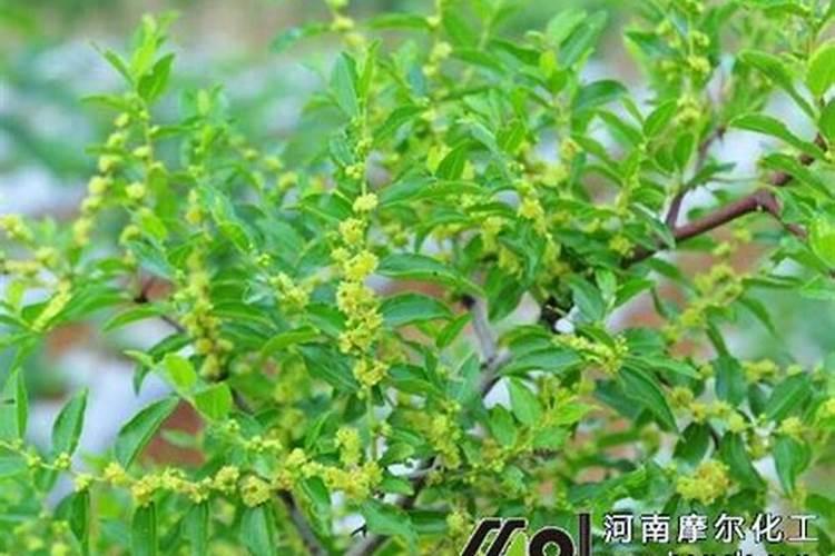 用醋浇花的正确方法 怎么用醋浇花