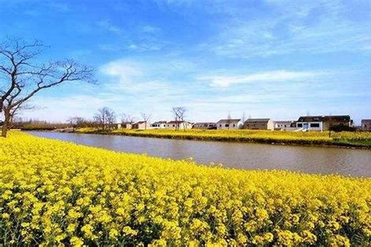 花生什么时候打芸苔素