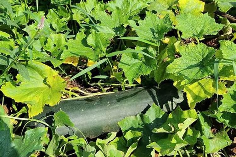 冬瓜高产栽培技术