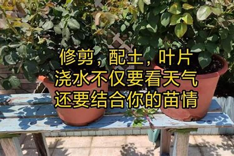 月季梅雨季节怎么施肥？
