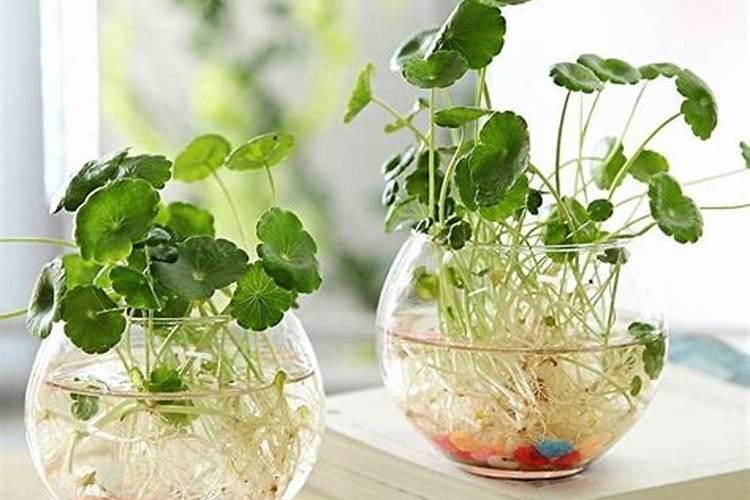 水培蔬菜用什么肥料？