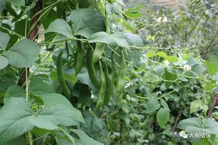 芸豆盛果期只追施三个20的水溶肥可以吗？