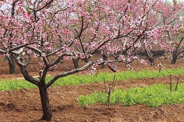 硫酸铵能否作小麦的追肥