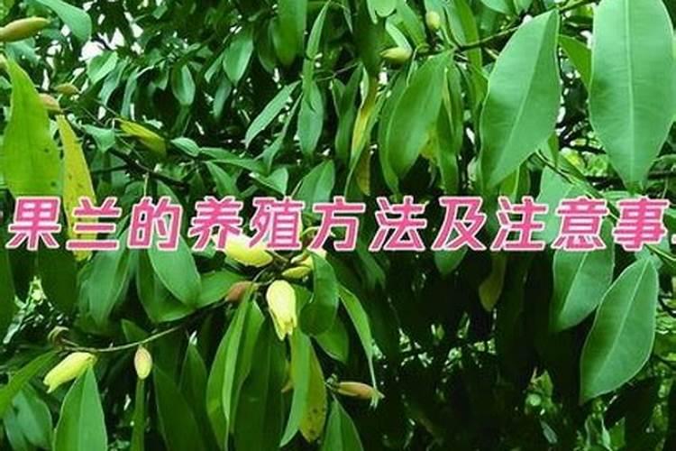 香榧树如何施肥