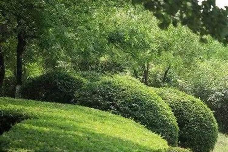 附近的有机肥生产厂家