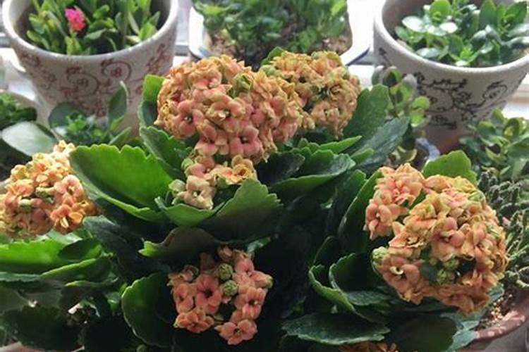 花果控释肥的正确使用方法