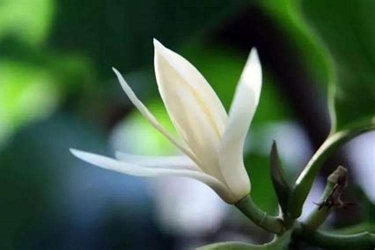 白兰花施肥步骤