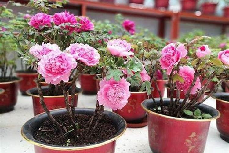 4种常见花卉施肥方法;适合各种花卉的肥料
