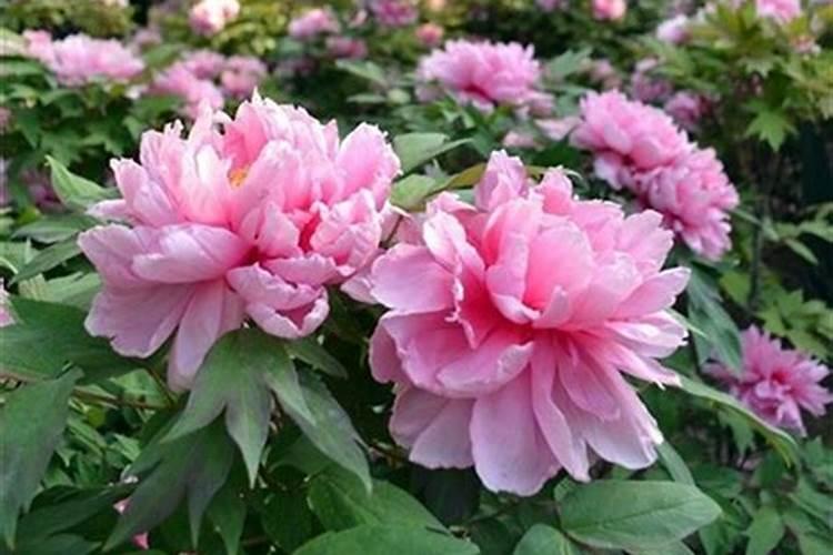 哪些花能用饼肥