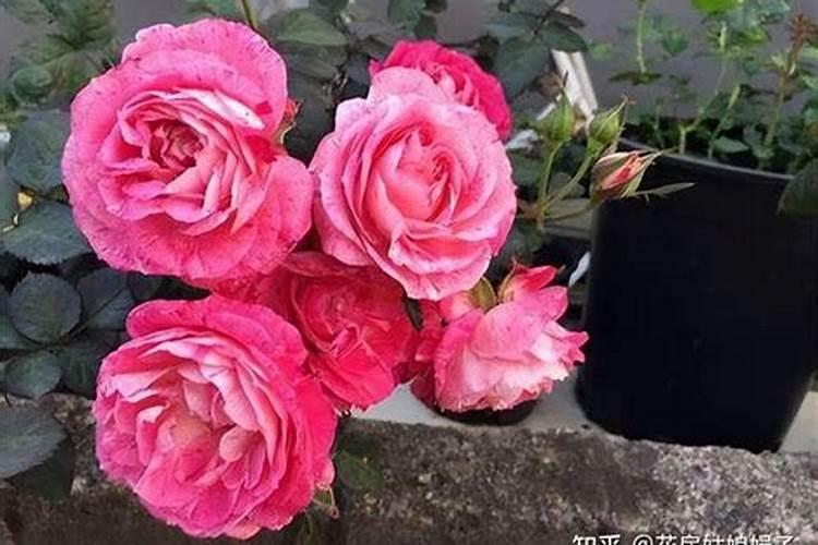 什么花可以用复合肥