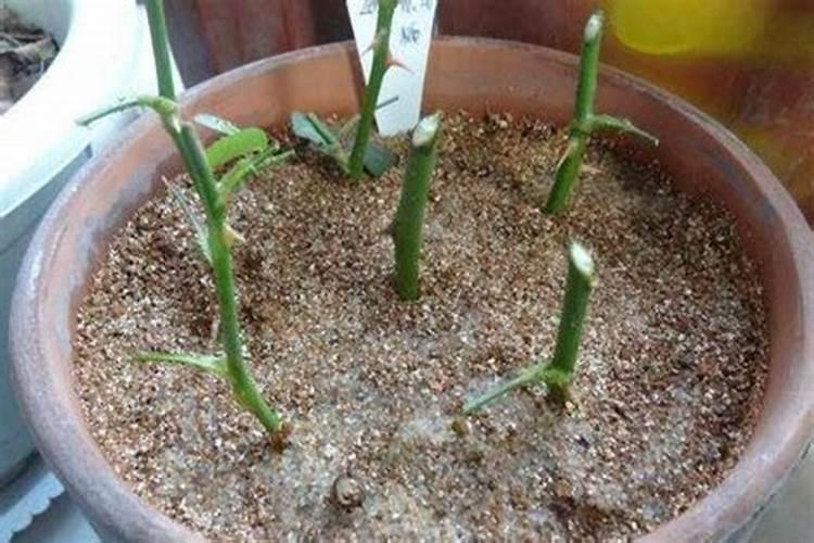 花多多1号适合浇什么花？