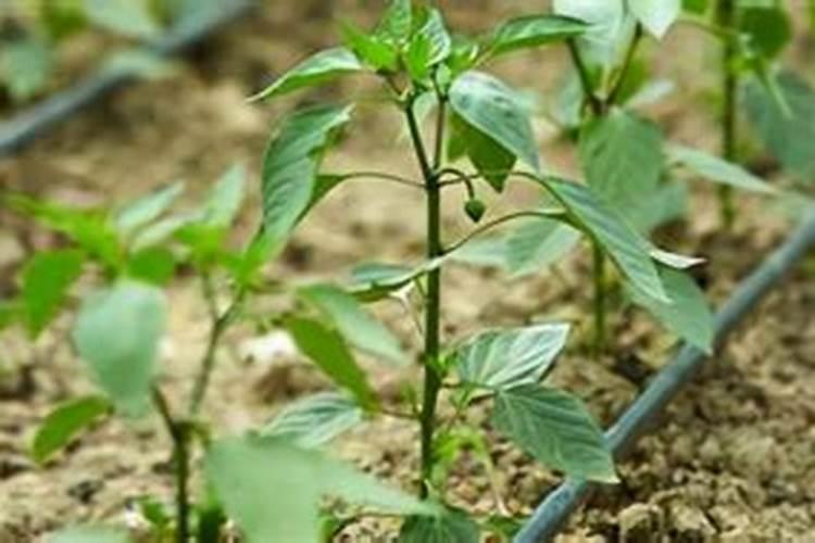 辣椒最忌施什么肥料
