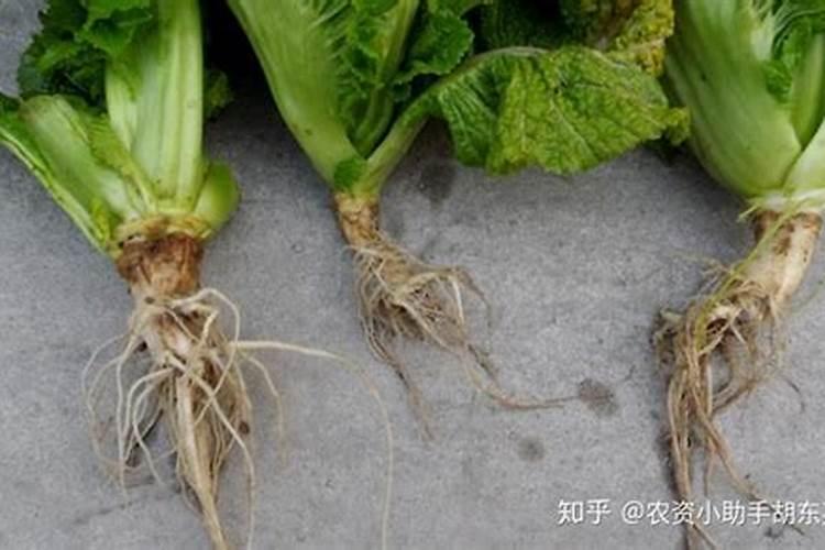 白菜烂根烂心怎样防治