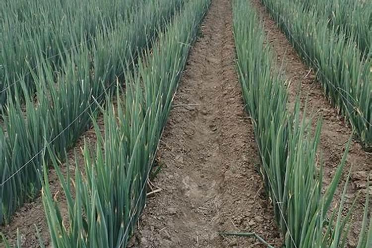 大葱巧施肥水促丰收