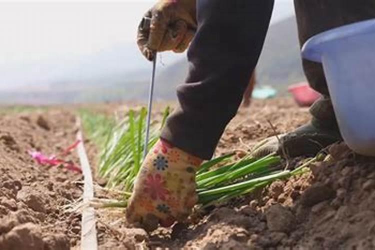 大葱高产栽培技术要点